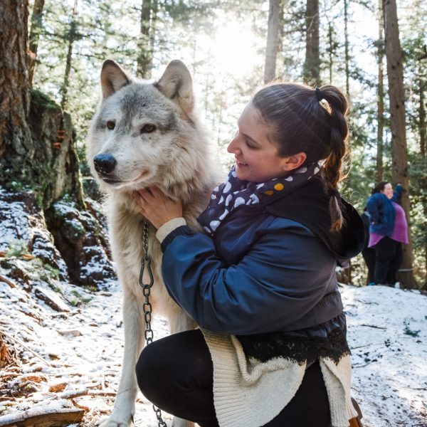 The Nomad’s Guide to Anacortes, Washington’s Wolf Encounters